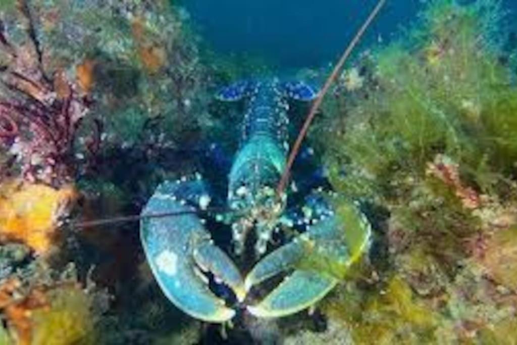 Gite Entre Mer Et Abers Landéda Eksteriør billede